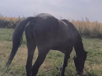 Stute, Friesian sport horse — Foto 2