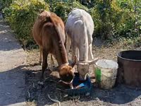 गाय, अलाताऊ नस्ल — फ़ोटो 1