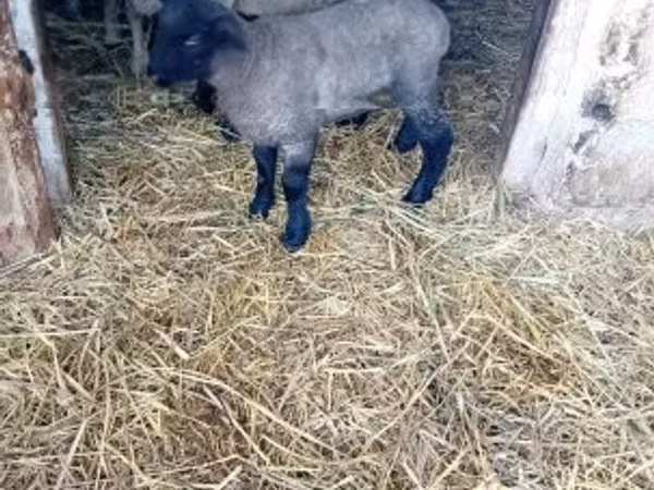 نعجة, White Suffolk sheep