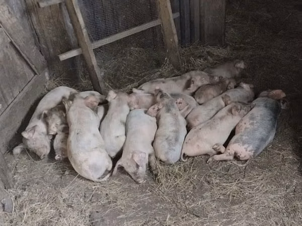 Schweine (Partie, Geschlecht nicht angegeben), Schweine — Kasachstan