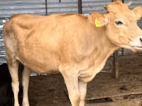 母牛, Swiss cattle — 照片 2
