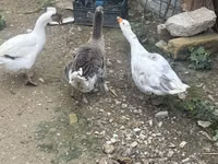 Geese — foto 2
