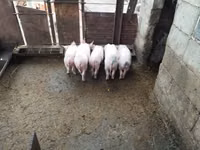 Verro, Cerdos — foto 3