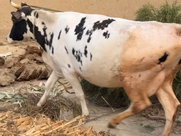 गाय, Russian Black pied cattle — उज़्बेकिस्तान