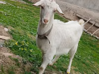母山羊, Goats — 照片 1