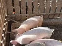 Schweine (Partie, Geschlecht nicht angegeben), Schweine — Foto 4