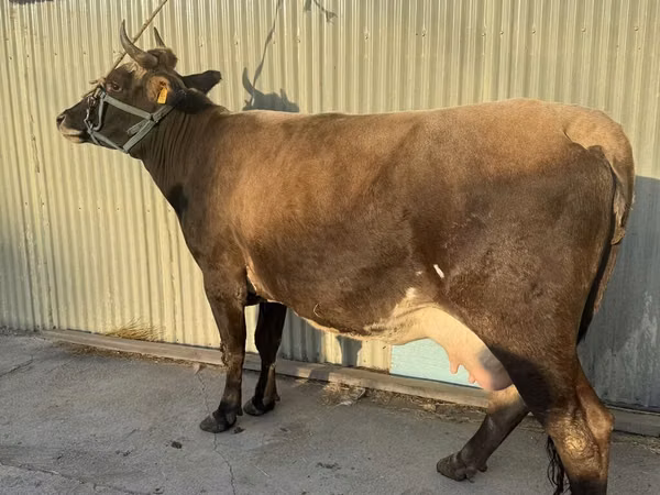 Vaca, Ganado vacuno