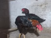 Gallo de pelea de fosa australiano — foto 6