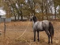 Toychoq, Thoroughbred horse — 1-rasm