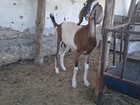 Goat, Nubian Goat — photo 6