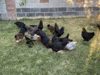 Chickens — Foto 3