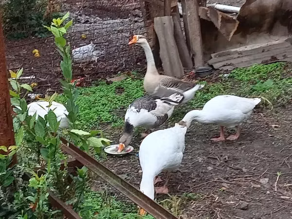 Geese
