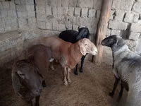 Widder, Rhon sheep — Foto 5