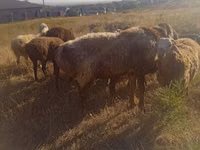 كبش, Arashan sheep — الصورة 3