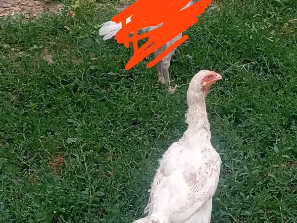 كاليفورنيا الرمادي