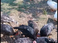 Turkeys — Foto 6