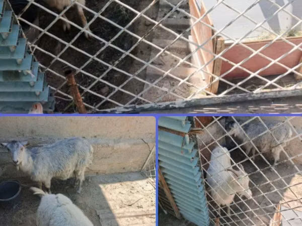 عنزة, Fergana goat