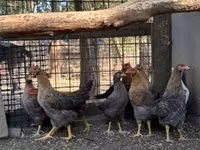 Chickens — الصورة 3