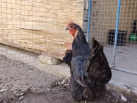 Chickens — Foto 1