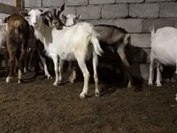 Goat, Saanen goat — photo 1