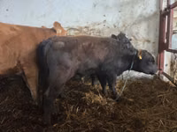 Rinder (Partie, Geschlecht nicht angegeben), Simmental cattle — Foto 5