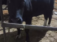 Rinder (Partie, Geschlecht nicht angegeben), Aberdeen-Angus — Foto 3