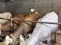 Cow, Simmental cattle — photo 4