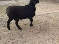 Carnero, Rhon sheep — foto 2