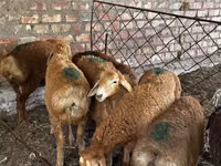 मेढ़ा, भेड़ — फ़ोटो 2