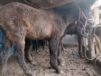 Pferde (Partie, Geschlecht nicht angegeben), Kazakh horse — Foto 2