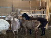 نعجة, Arashan sheep — الصورة 2
