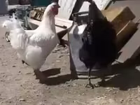 Leghorn — Foto 3