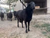 كبش, الأغنام — الصورة 3