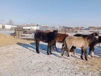 Caballo, Mugalzhar horse — foto 4