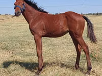 Horse (M), Thoroughbred horse — photo 3