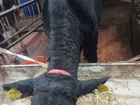 Bulle, Aberdeen-Angus — Foto 6