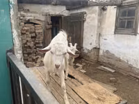 تيس, Saanen goat — الصورة 5