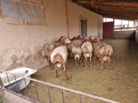 كبش, Arashan sheep — الصورة 4