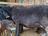 Oveja, Hissar sheep — foto 3