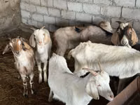 公山羊, Nubian Goat — 照片 1