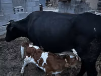 Уй, Көк сиыр — сүрөт 1