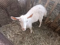 تيس, Saanen goat — الصورة 2