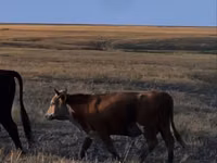 公牛, Kazakh White-headed cow — 照片 2