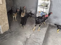 Chickens — Foto 7