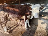 सांड, Simmental cattle — फ़ोटो 7