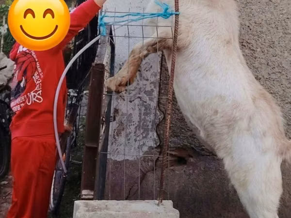 Ziegenbock, Nubian Goat