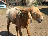 Ram, Arashan sheep — photo 4