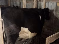 गाय, Latvian Blue cattle — फ़ोटो 2