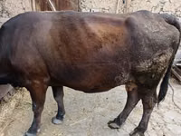 母牛, Cattle — 照片 2
