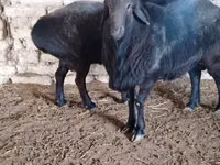 كبش, Edilbay sheep — الصورة 3